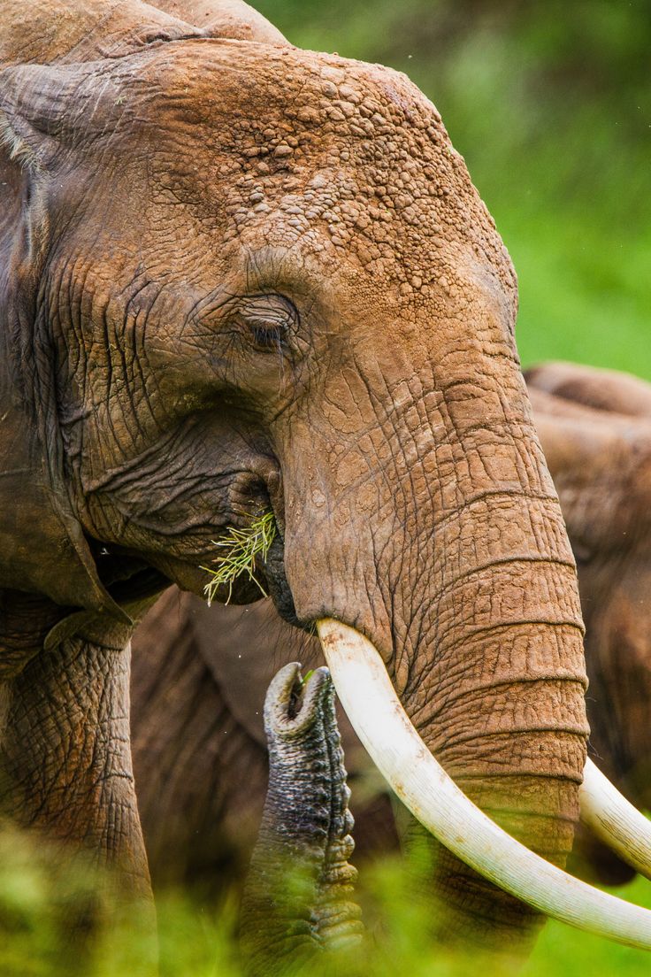 Tarangire National Park
