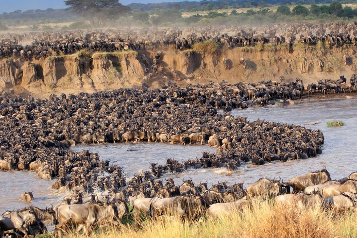 5-Day Tarangire Serengeti