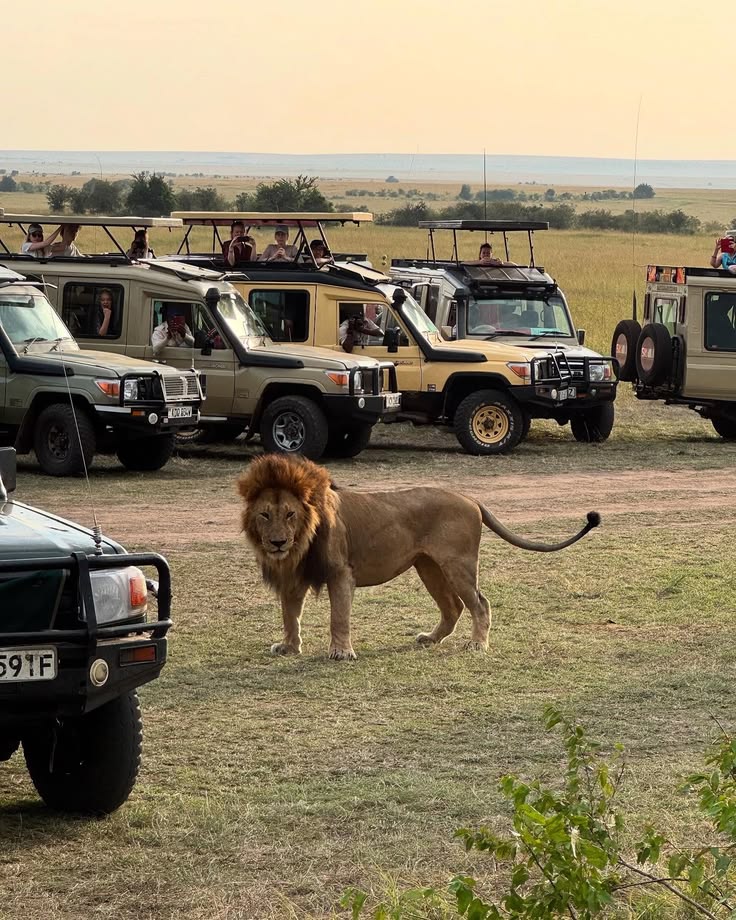 5-Day Safari
